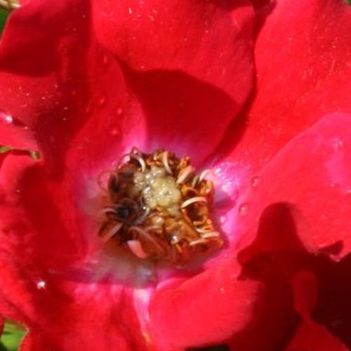 Online rózsa kertészet - talajtakaró rózsa - vörös - Rosa Sommerabend® - nem illatos rózsa - W. Kordes & Sons - Klasszikus talajtakaró, de alkalmas futtatásra is. Ellenálló, fagytűrő fajta, egész szezonban virágzik.